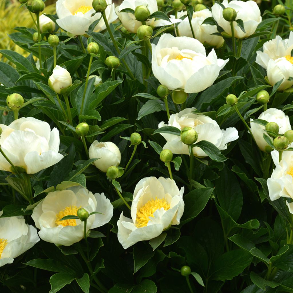 Pivoine lactiflora Jan van Leeuwen