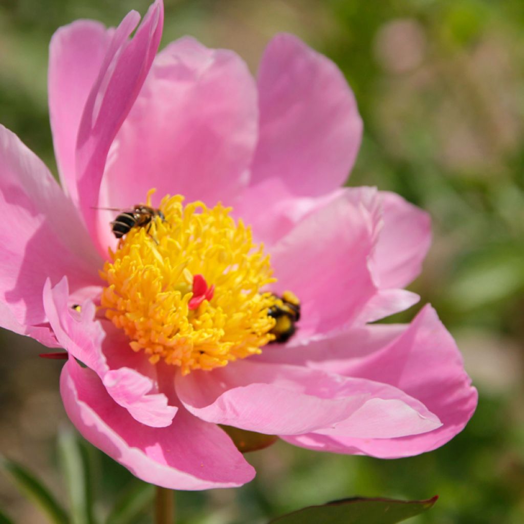 Pivoine lactiflora Nymphe