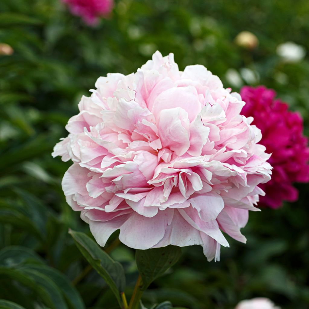 Pivoine lactiflora Président Taft