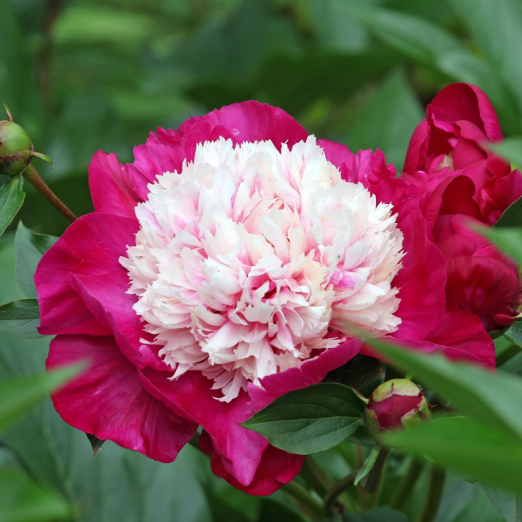 Pivoine lactiflora White Cap