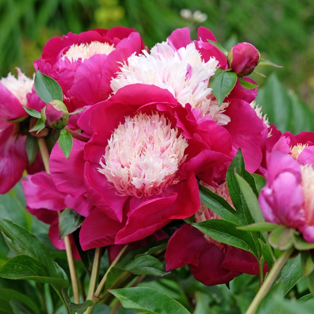 Pivoine lactiflora White Cap