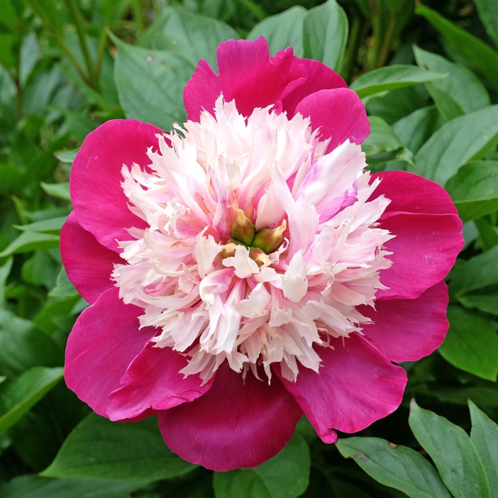 Pivoine lactiflora White Cap