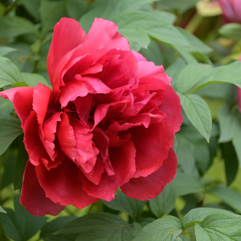 Pivoine suffruticosa Red