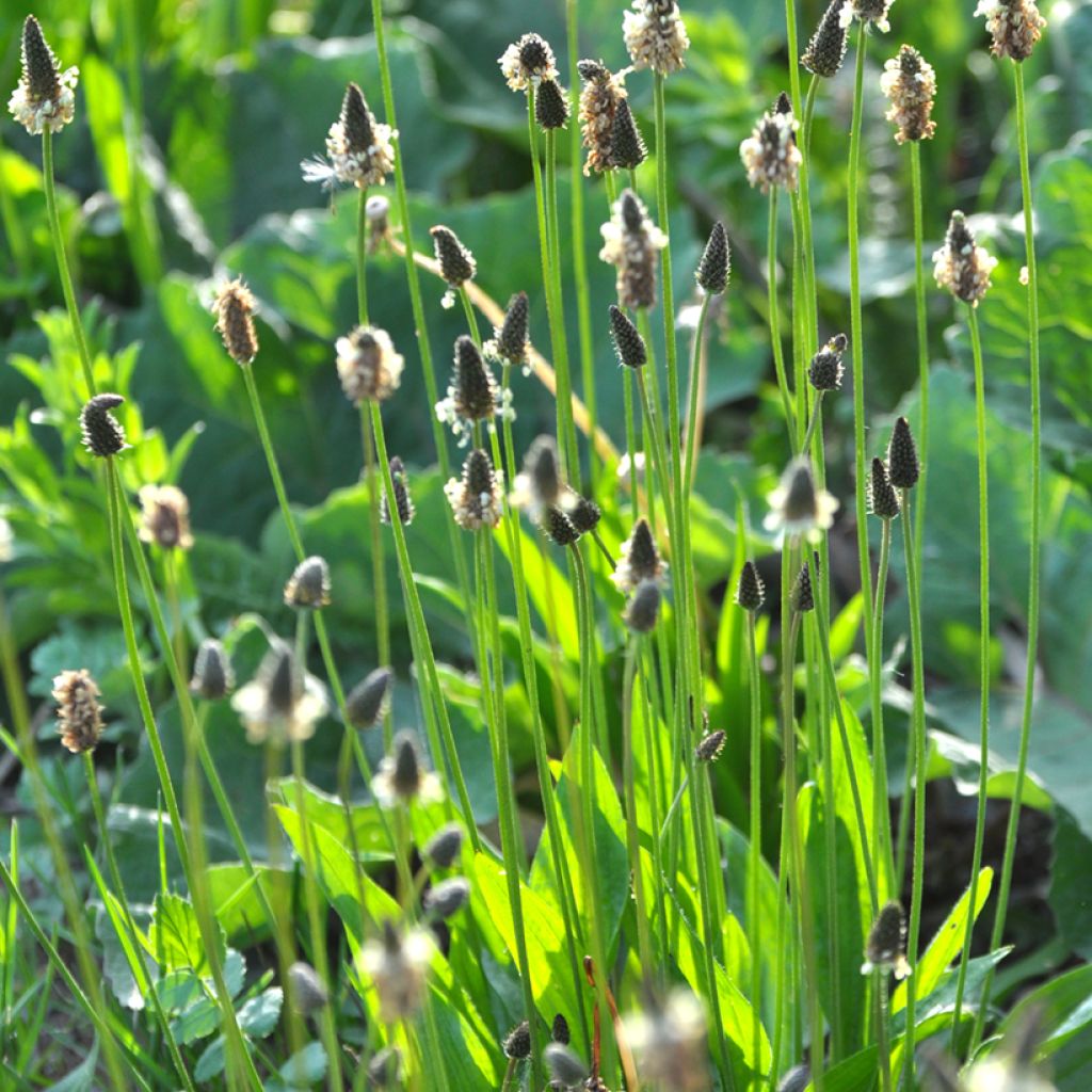 Plantain lancéolé BIO Graines