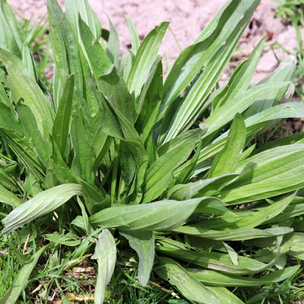 Plantain lancéolé BIO Graines