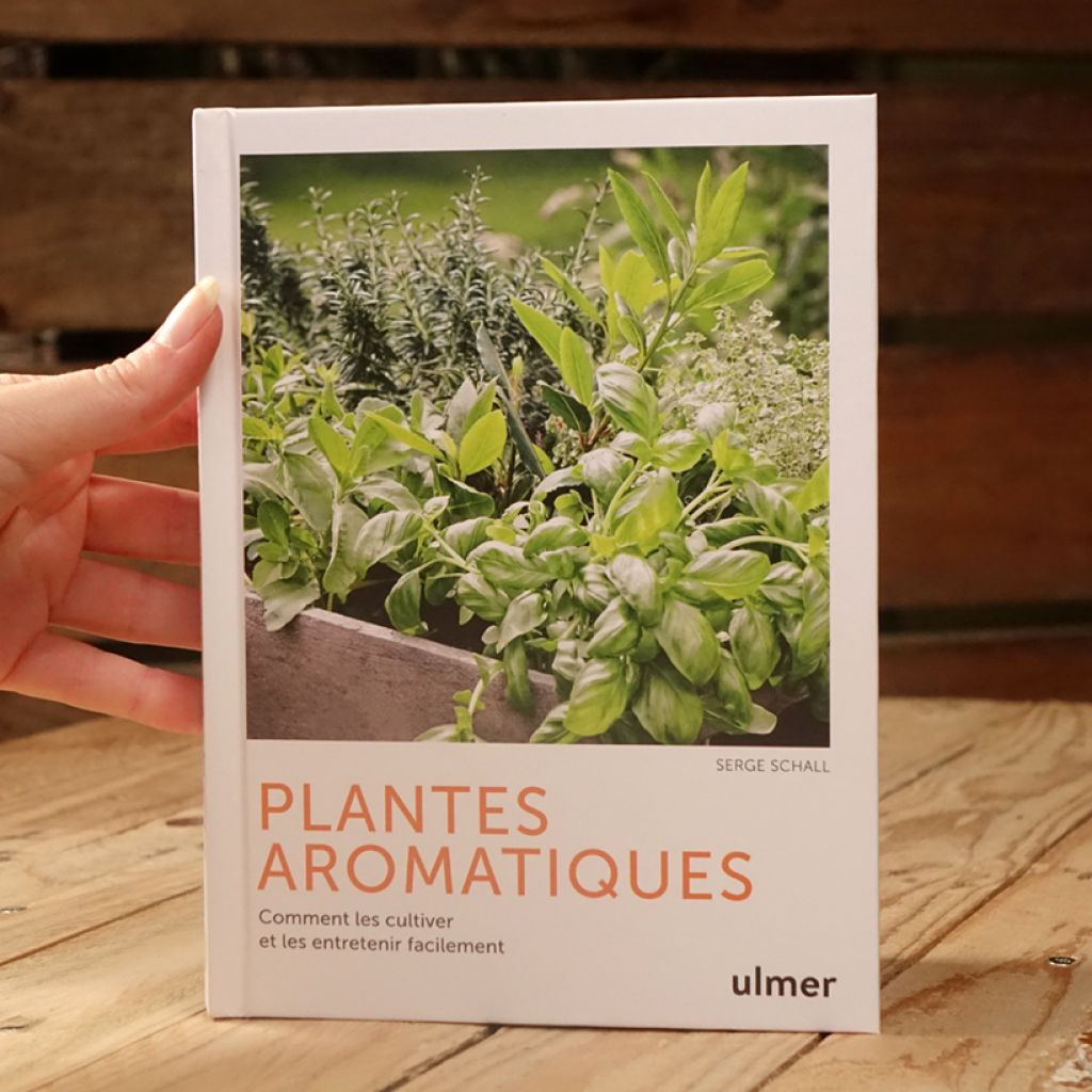 Plantes aromatiques - Comment les cultiver et les entretenir facilement