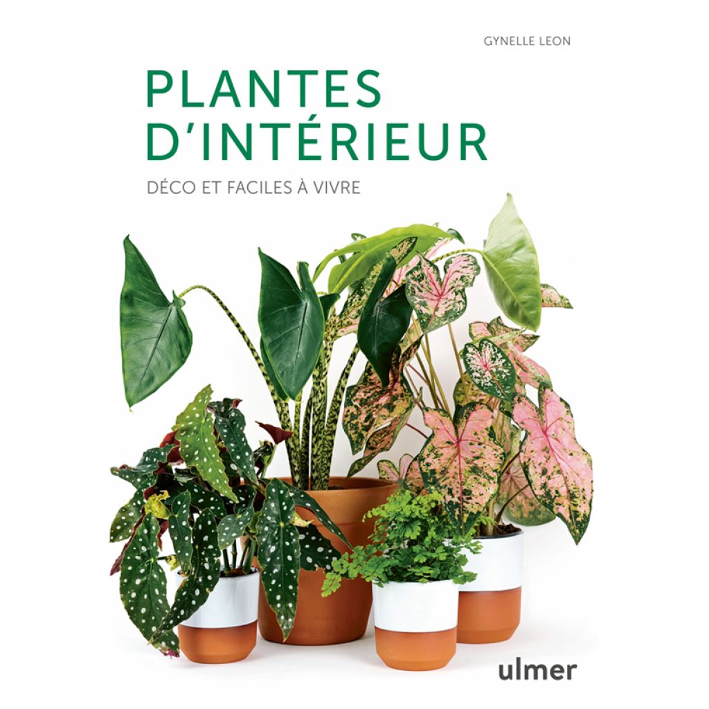 Plantes d'intérieur - Déco et faciles à vivre