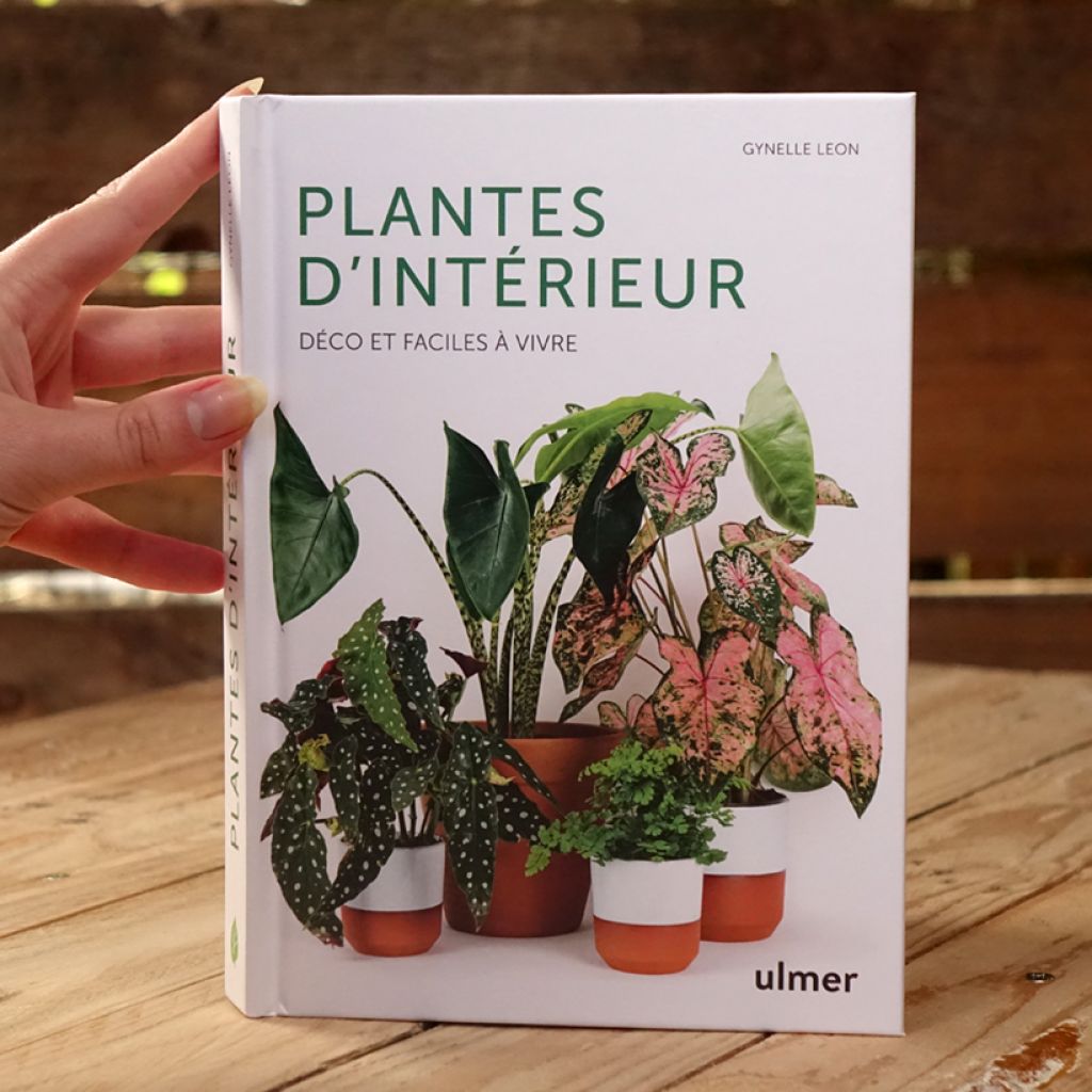 Plantes d'intérieur - Déco et faciles à vivre