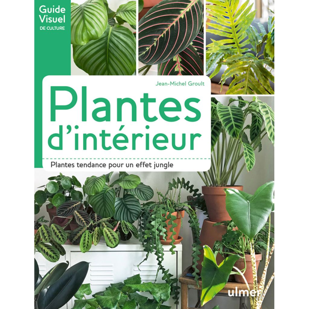 Plantes d'intérieur - Plantes tendance pour un effet jungle