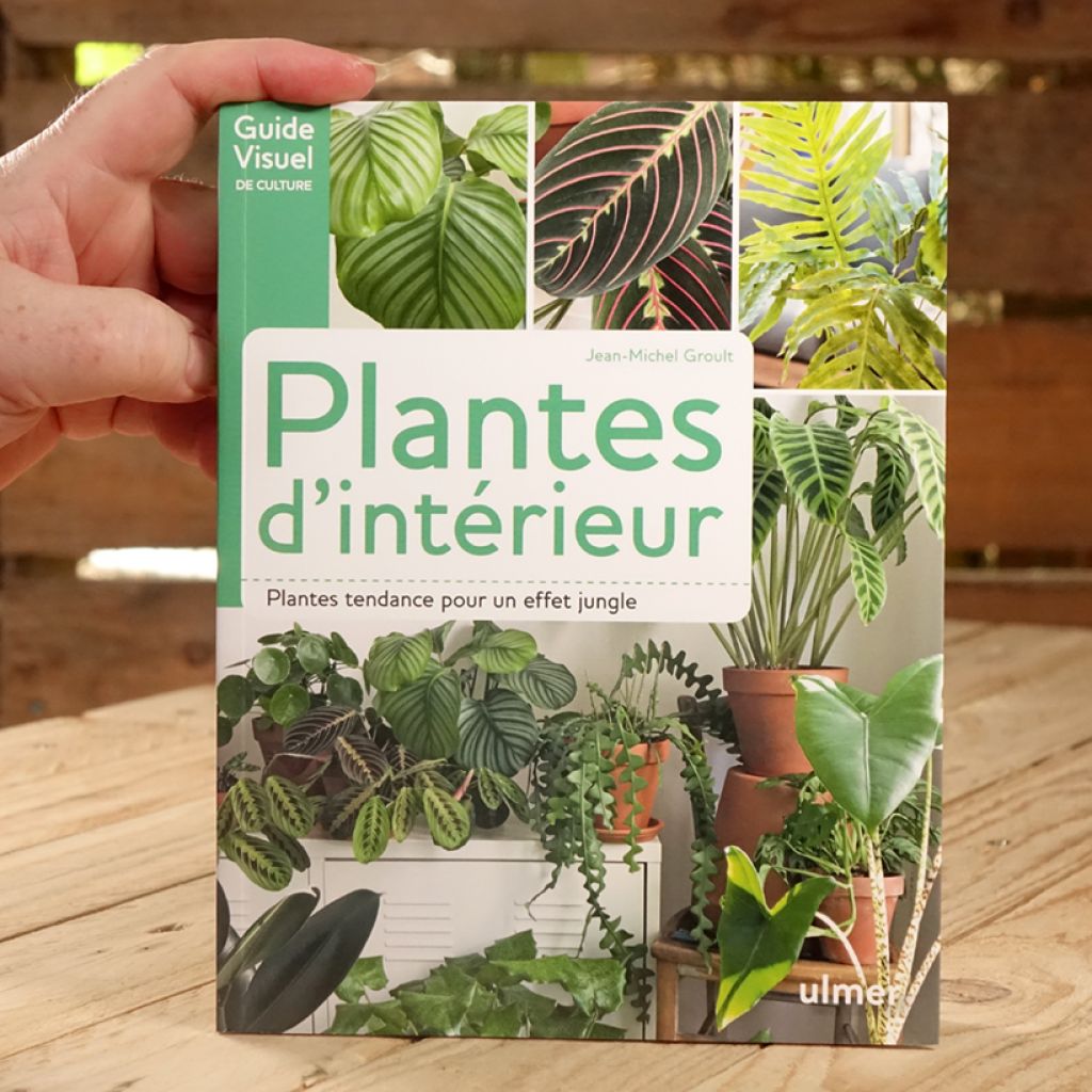 Plantes d'intérieur - Plantes tendance pour un effet jungle