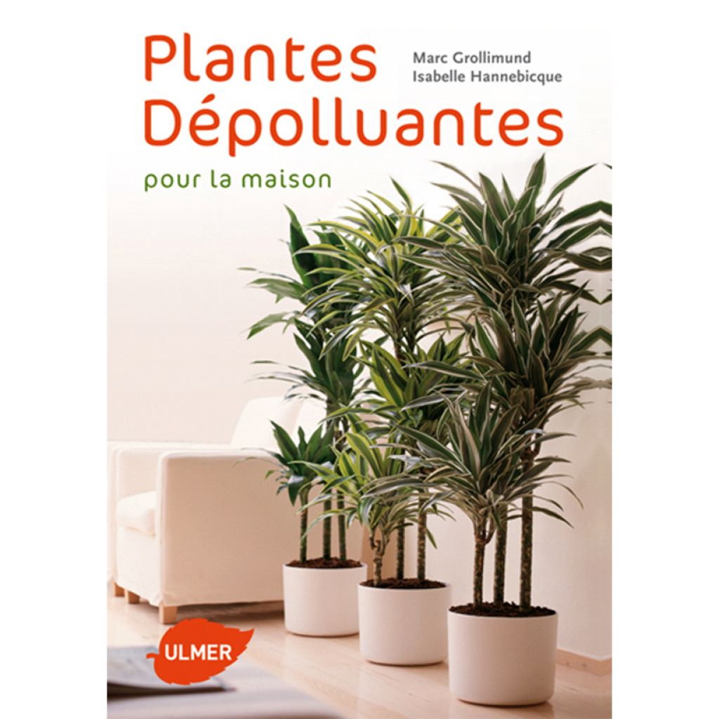 Plantes dépolluantes pour la maison