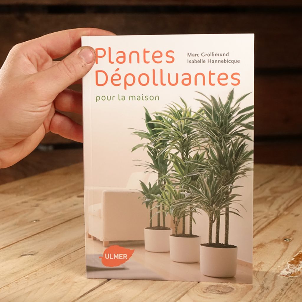 Plantes dépolluantes pour la maison