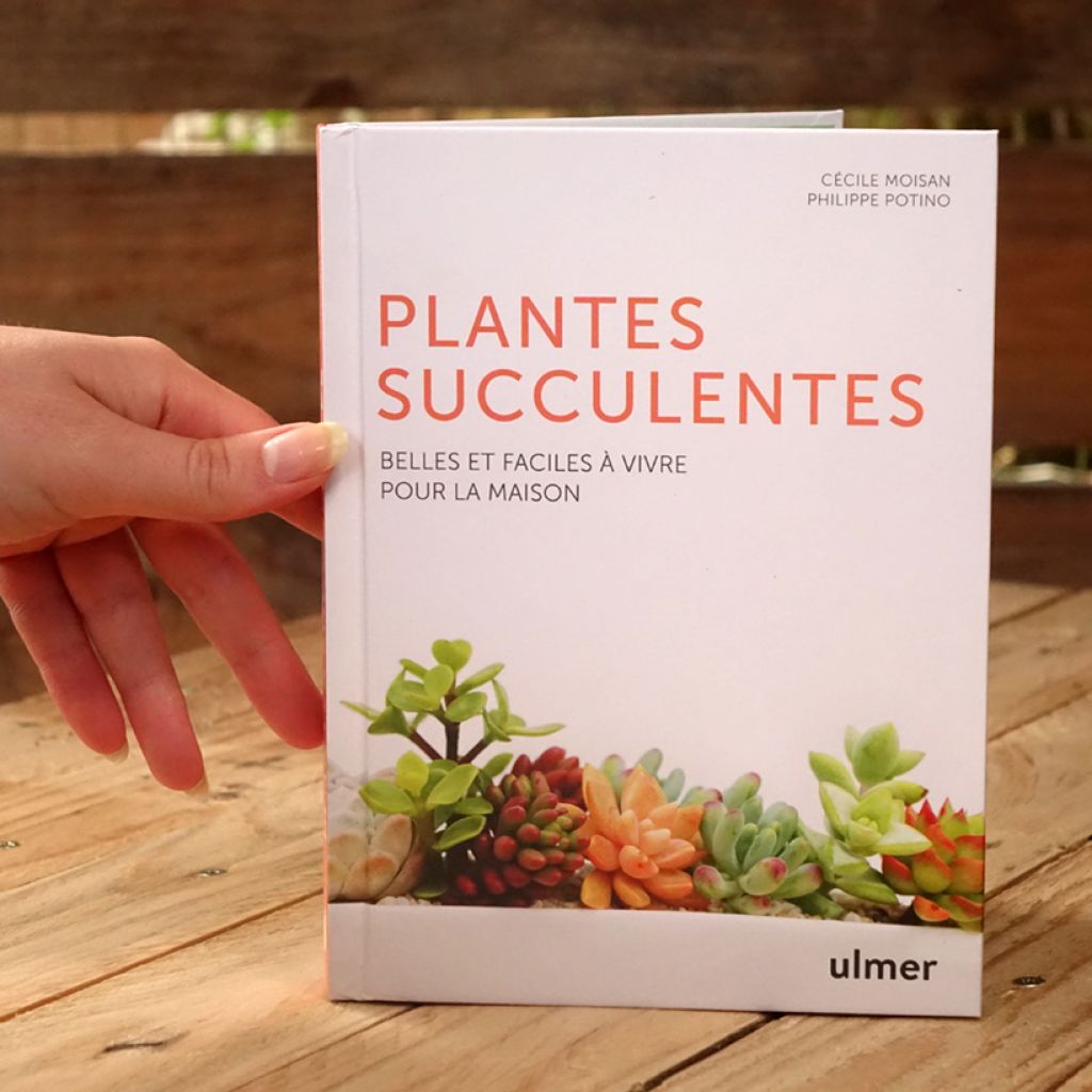 Les plantes succulentes - Belles et faciles à vivre pour la maison