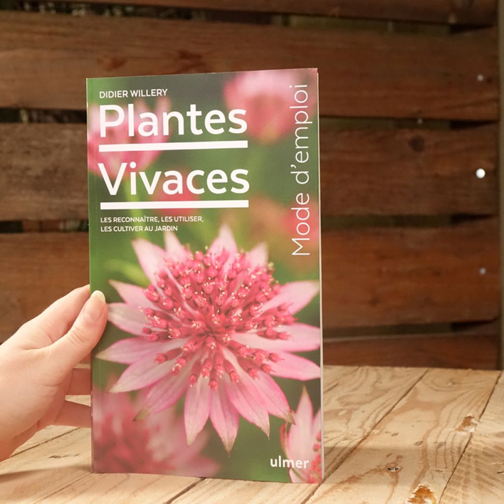 Plantes vivaces - mode d'emploi