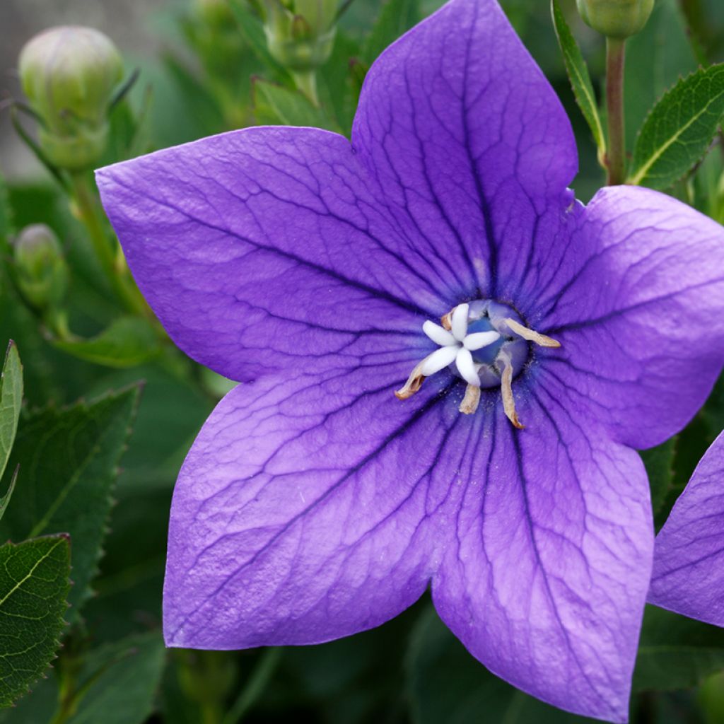 Platycodon grandiflorus Mariesii