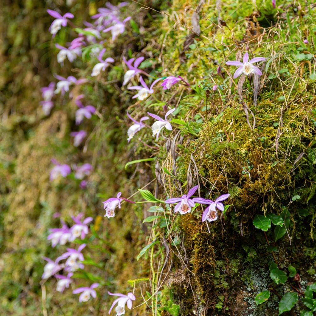 Pleione formosana - Orchidée de Formose terrestre 