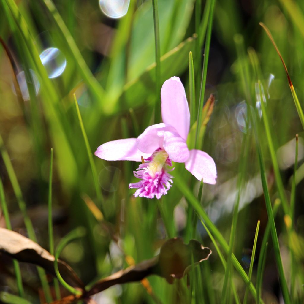 Pogonia ophioglossoides - Pogonie langue-de-serpent