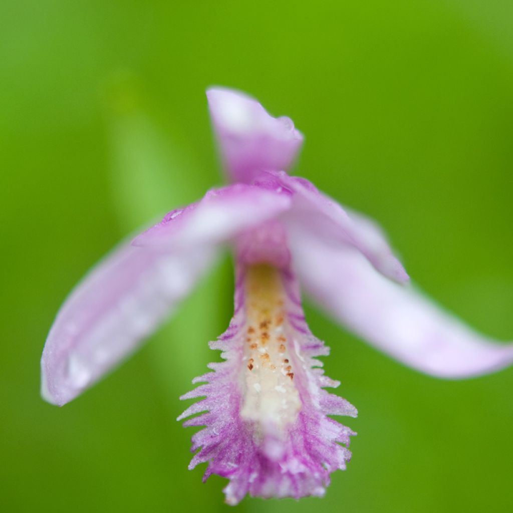 Pogonia ophioglossoides - Pogonie langue-de-serpent