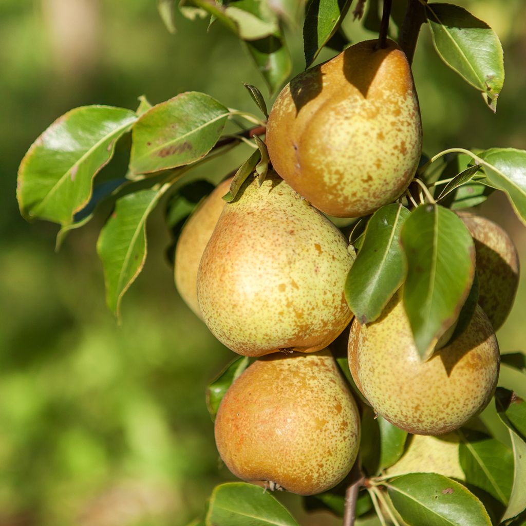 Poirier Beurre D’Angleterre - Pyrus communis