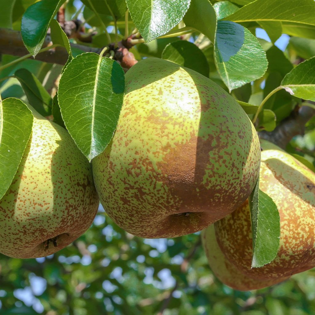 Poirier Soldat Laboureur - Pyrus communis