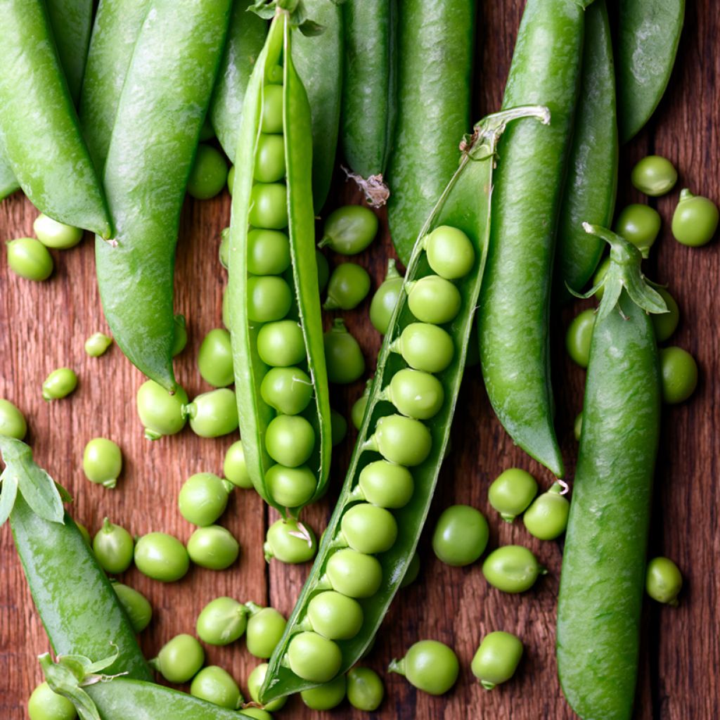 Pois à rames Express à longue cosse (Le Généreux) - Pisum sativum