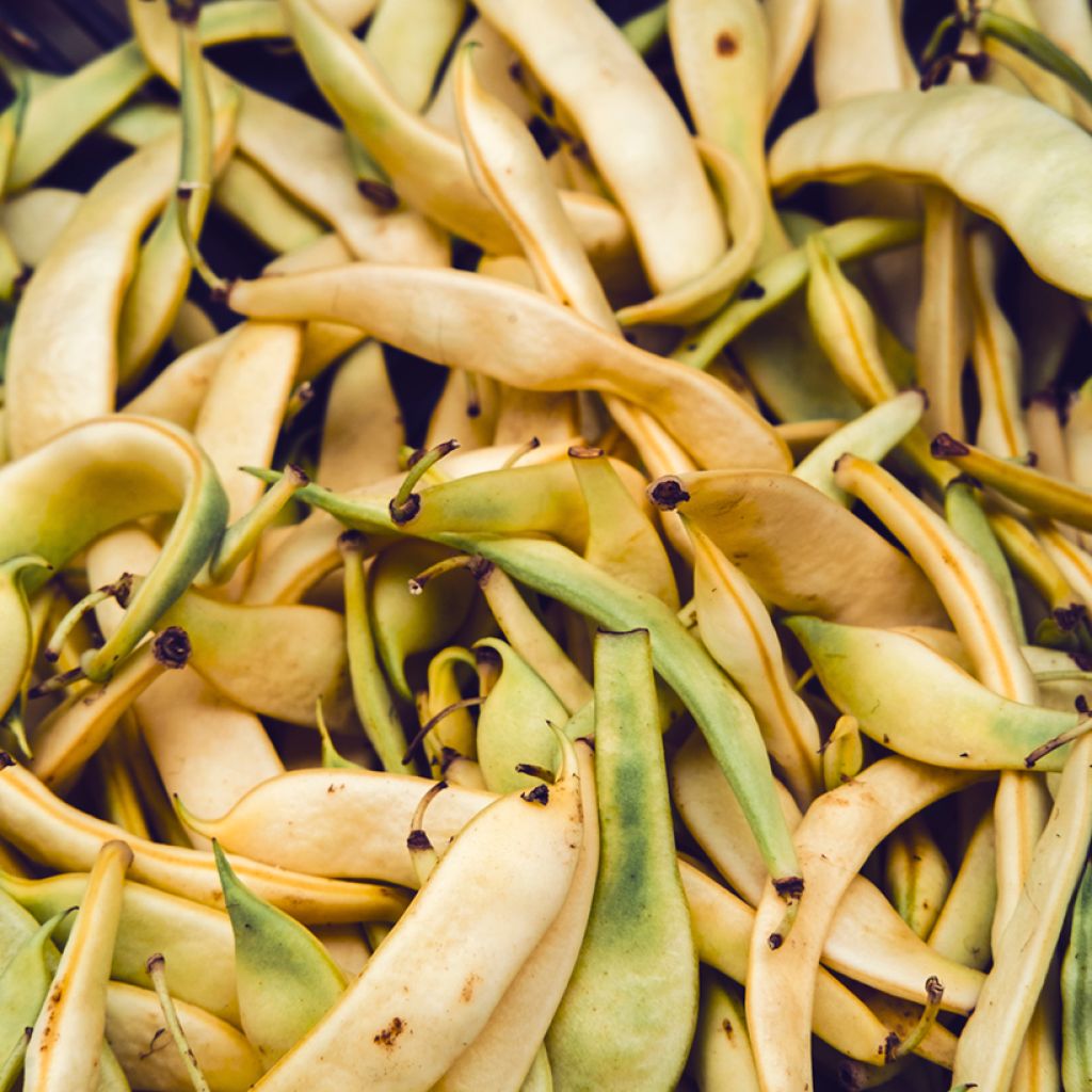 Pois à rames Golden Sweet mangetout - Pisum sativum