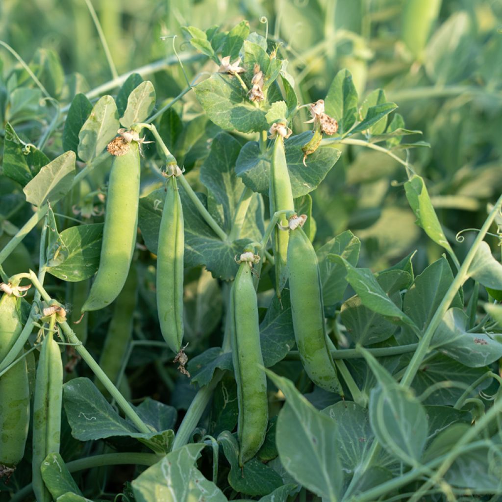 Pois à rames Serpette verte de Malines (Mechelse Krombek) - Pisum sativum