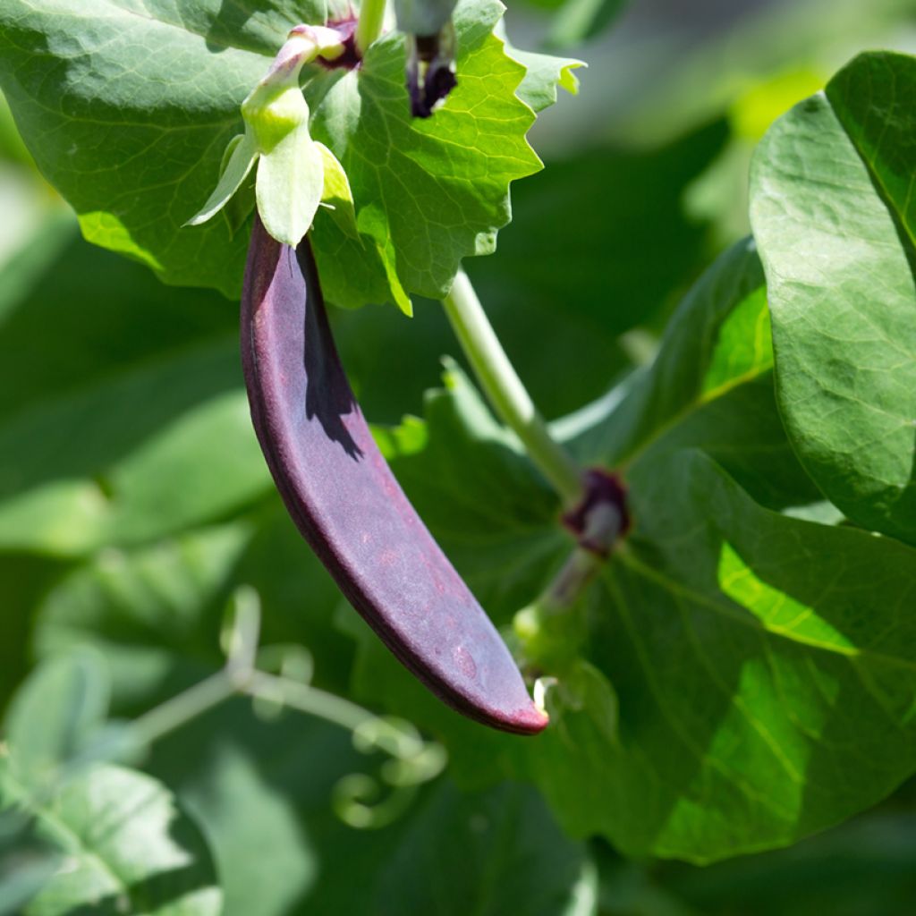 Pois à rames Shiraz mangetout - Pisum sativum