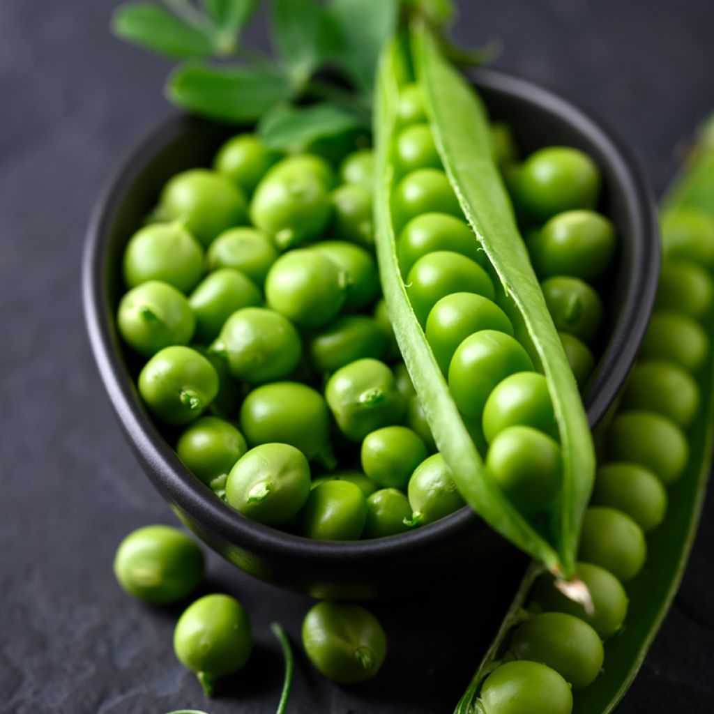 Pois à rames Téléphone à grains ridés - Pisum sativum