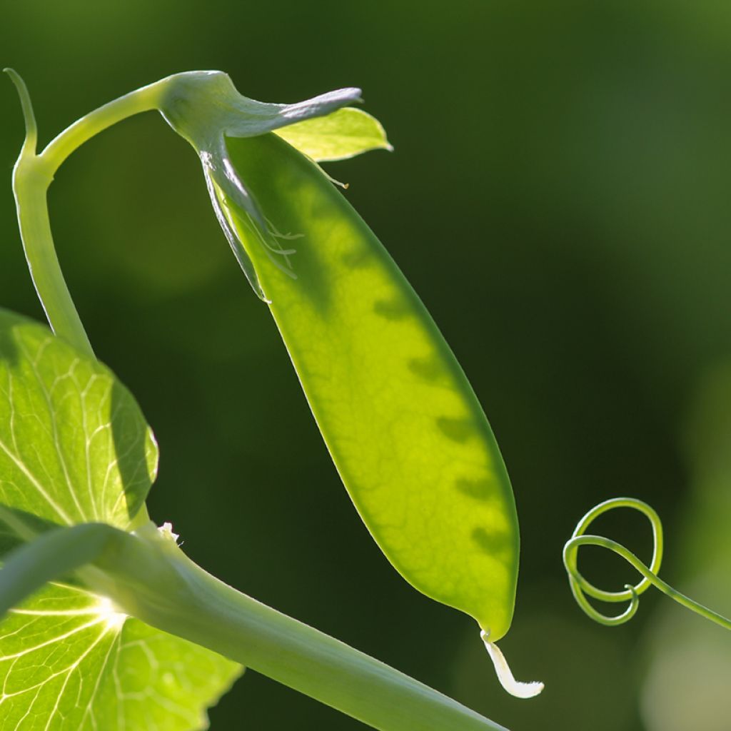 Pois demi-ramant Carouby de Maussane mangetout - Vilmorin