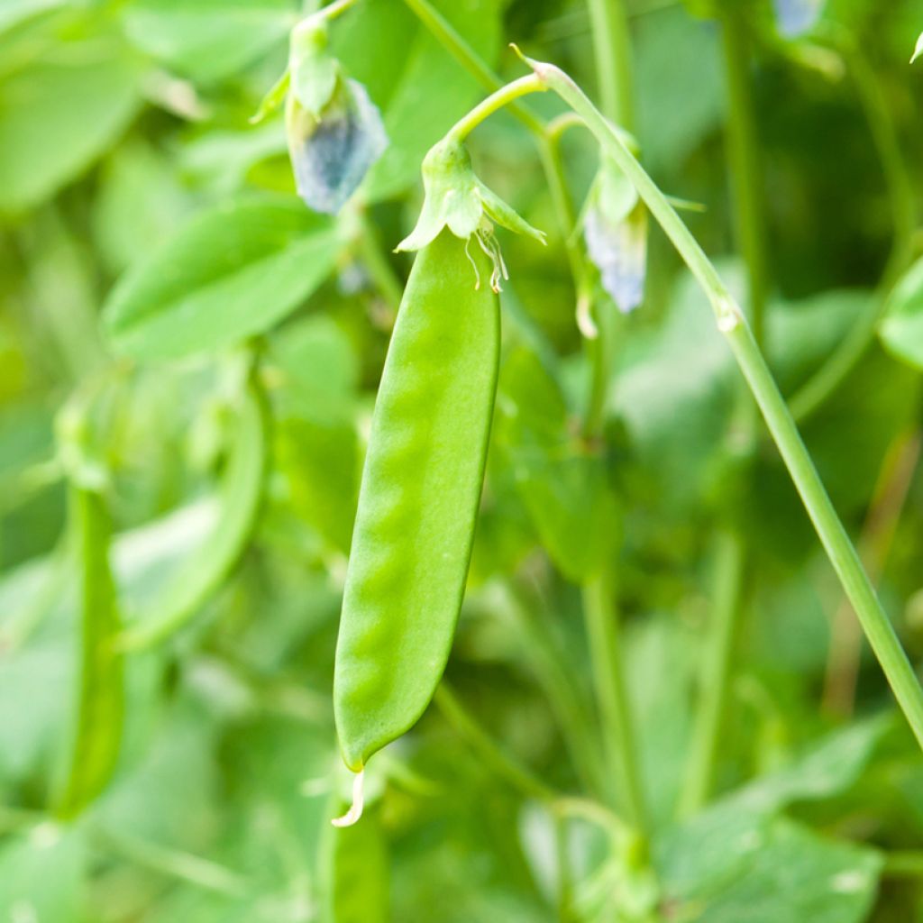 Pois demi-ramant Normand mangetout - Vilmorin