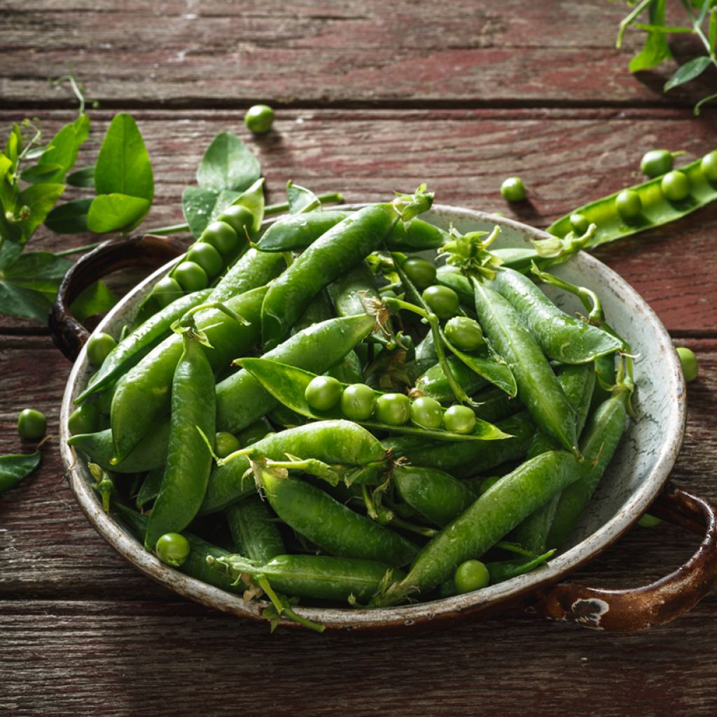 Pois nain Très Hâtif d'Annonay (grains ronds) - Pisum sativum