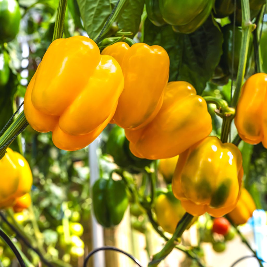 Poivron Golden Calwonder - Piment à saveur douce