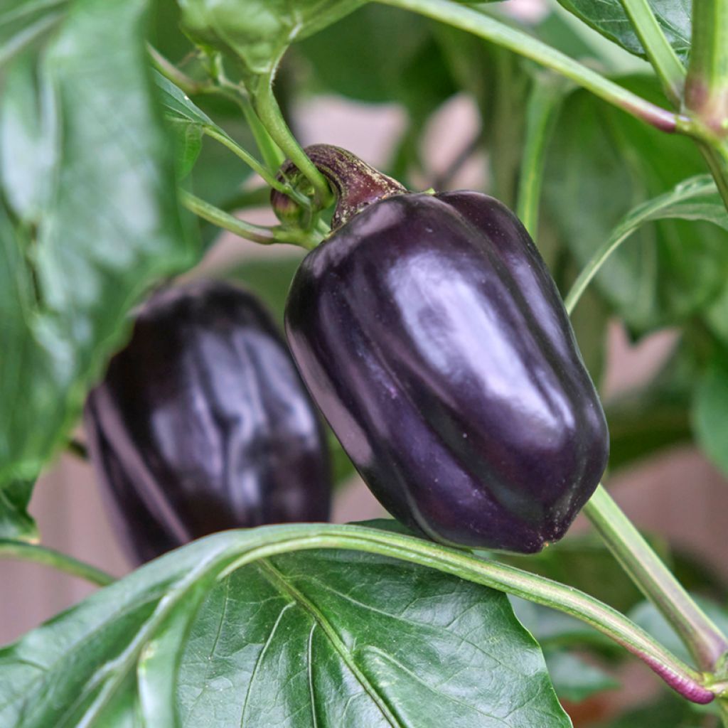 Poivron Sweet Ingrid - Capsicum annuum