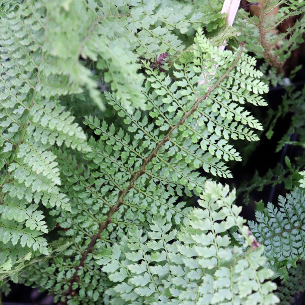 Polystichum setiferum - Aspidie à cils raides Herrenhausen