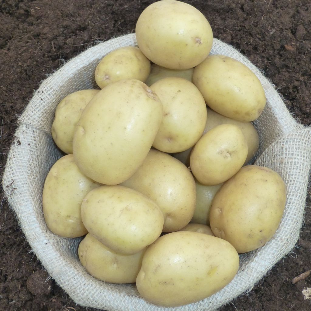 Pommes de terre Osiris - Solanum tuberosum