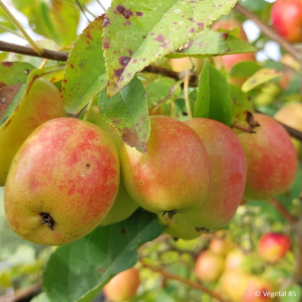 Pommier commun - Malus sieversii