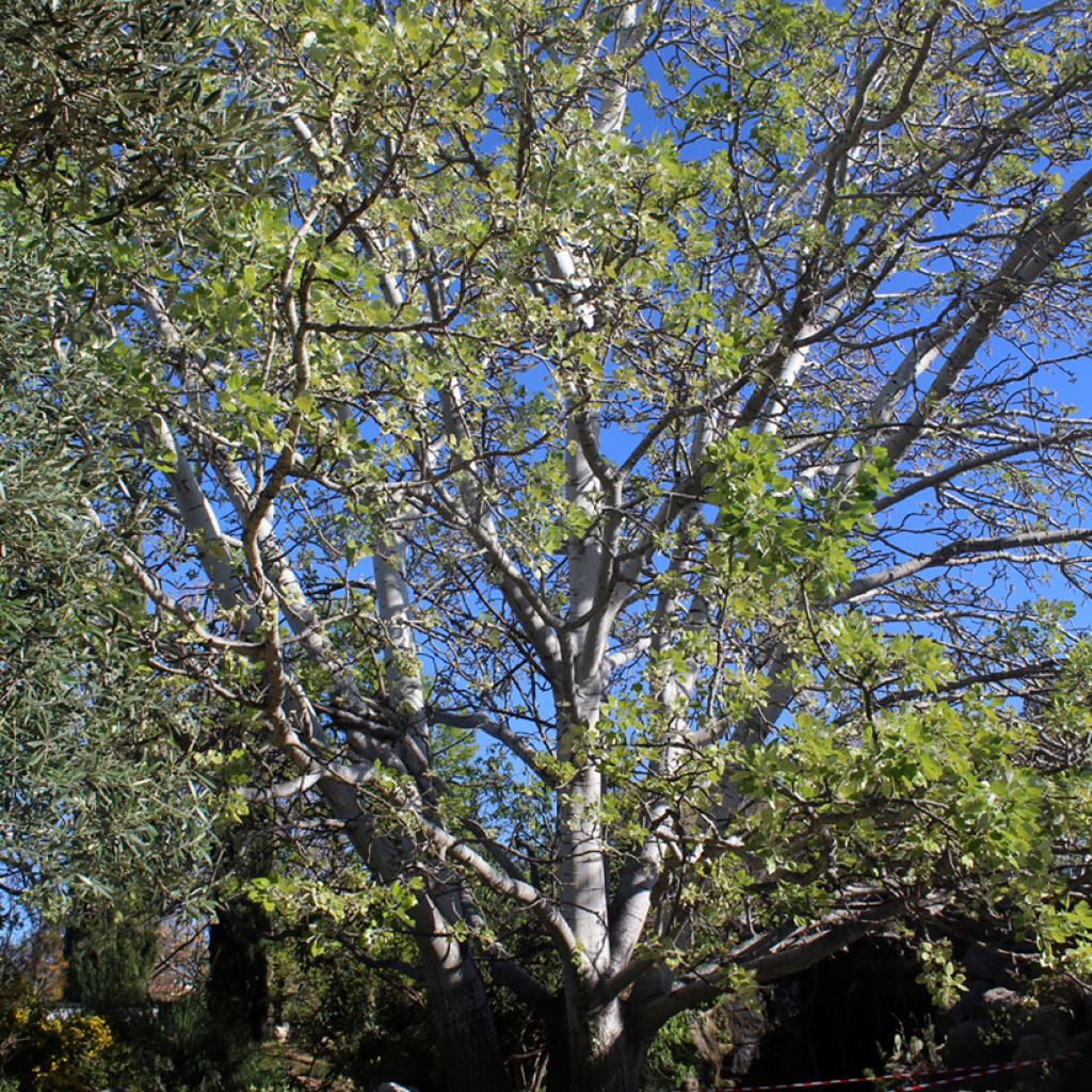 Populus alba - Peuplier blanc, de Hollande
