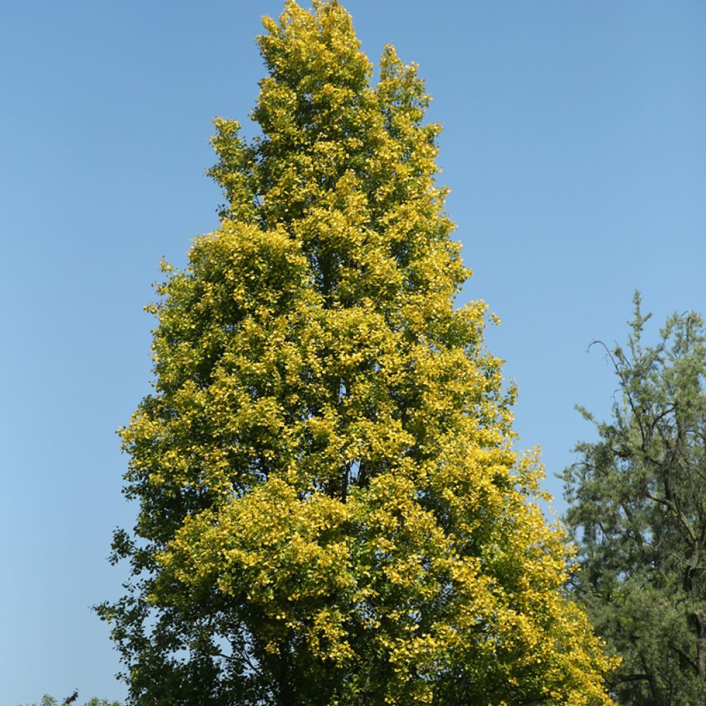 Populus nigra Lombardy Gold - Peuplier noir