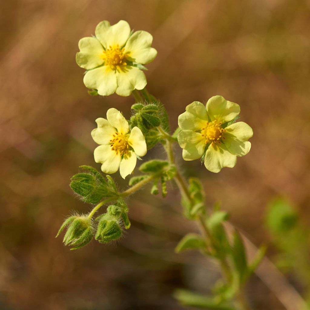 Potentilla recta sulphurea - Potentille dressée