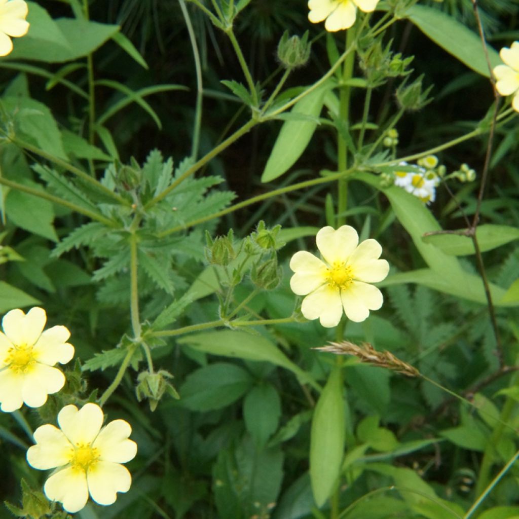 Potentilla recta sulphurea - Potentille dressée