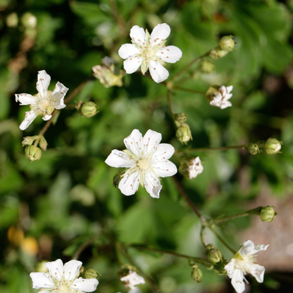 Potentilla tridentata Minima - Potentille vivace