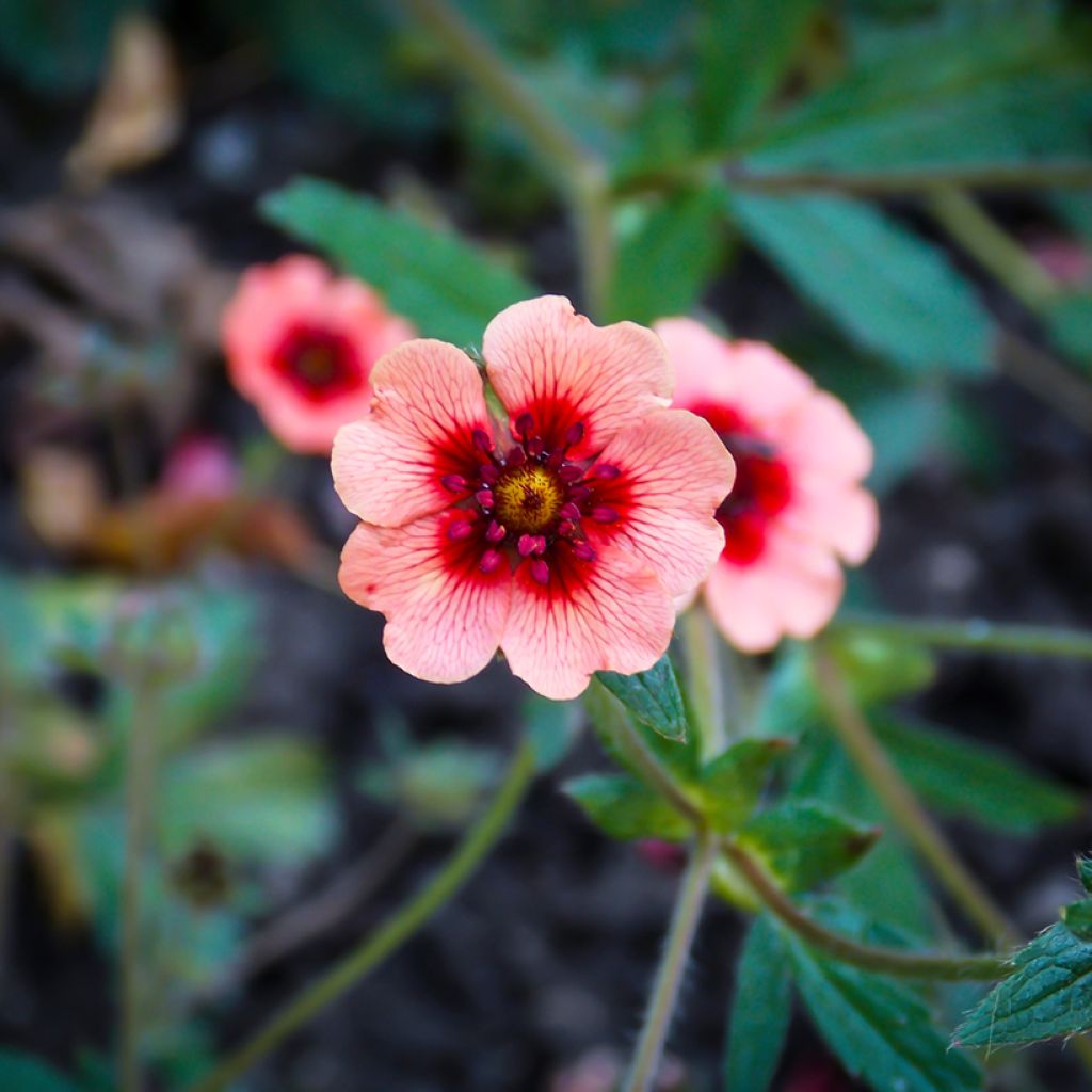 Potentille vivace - Potentilla hopwoodiana