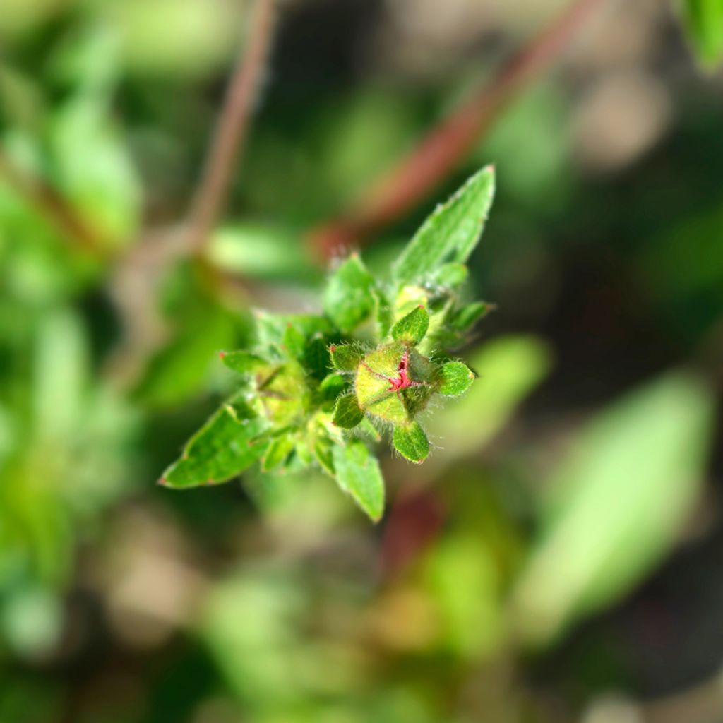 Potentille vivace - Potentilla hopwoodiana