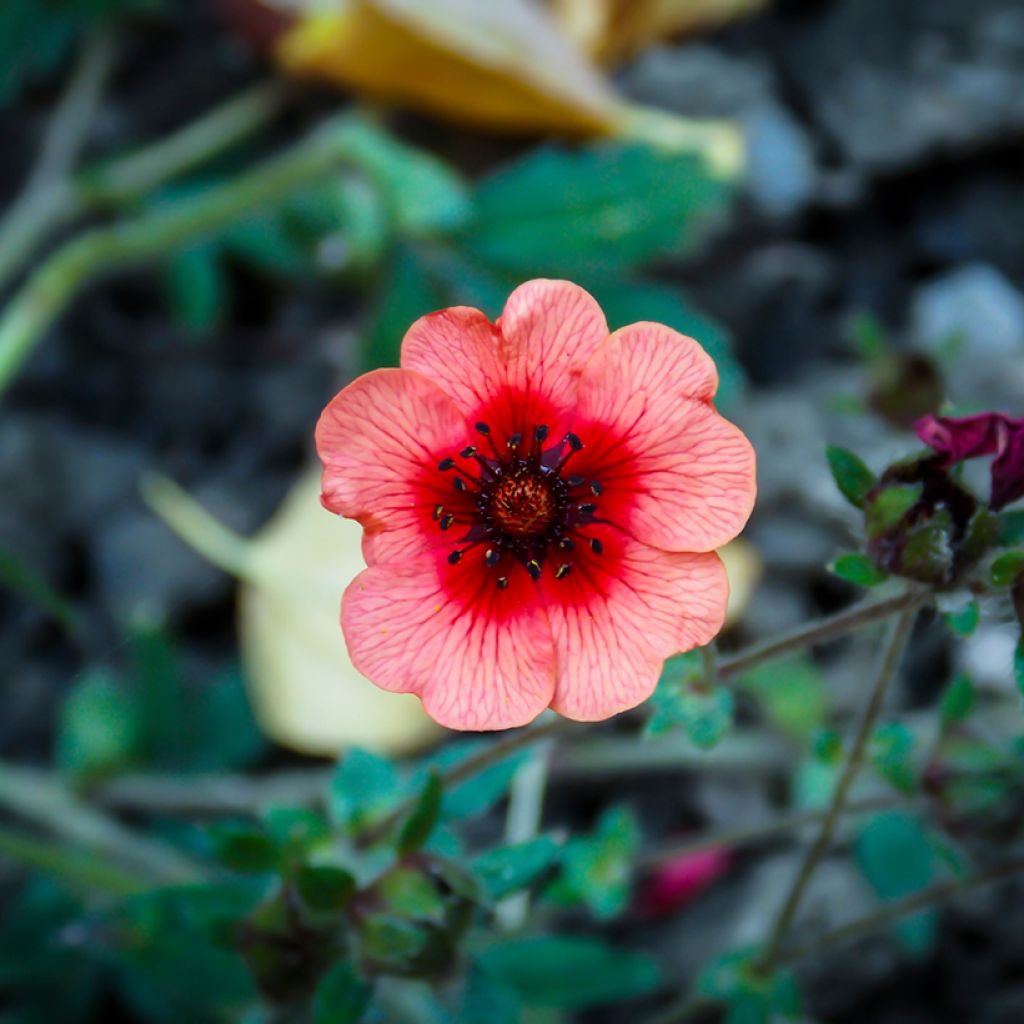 Potentille vivace - Potentilla hopwoodiana