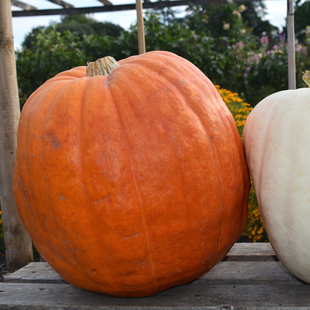 Potiron Atlantic Giant  - courge géante - Vilmorin