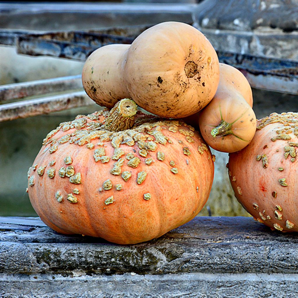 Potiron - Courge galeuse d'Eysines BIO