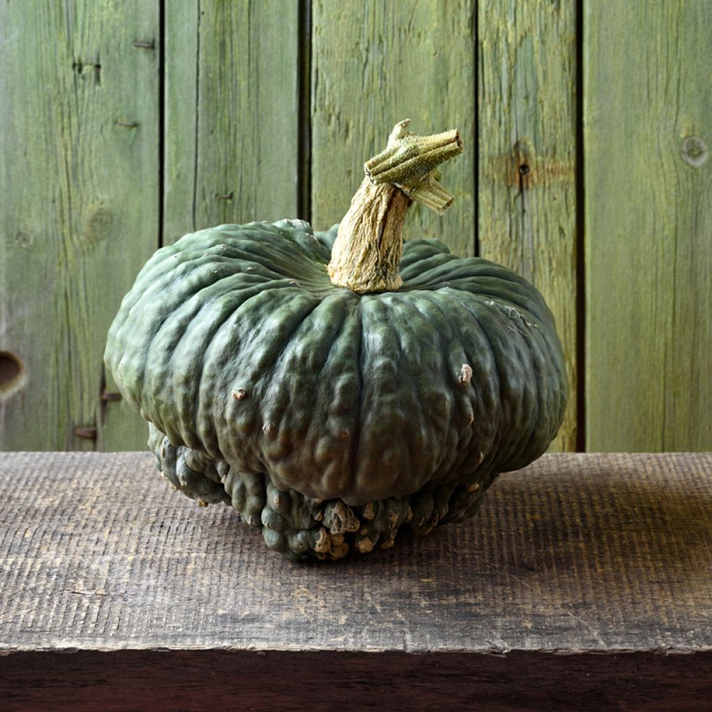 Potiron Marina di Chioggia - Cucurbita maxima