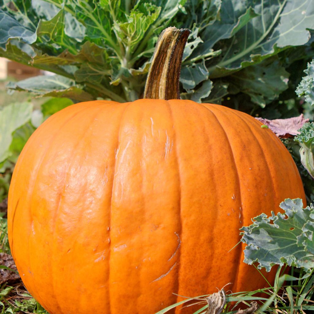 Potiron d'Halloween Spooktacular - Courge - Cucurbita pepo