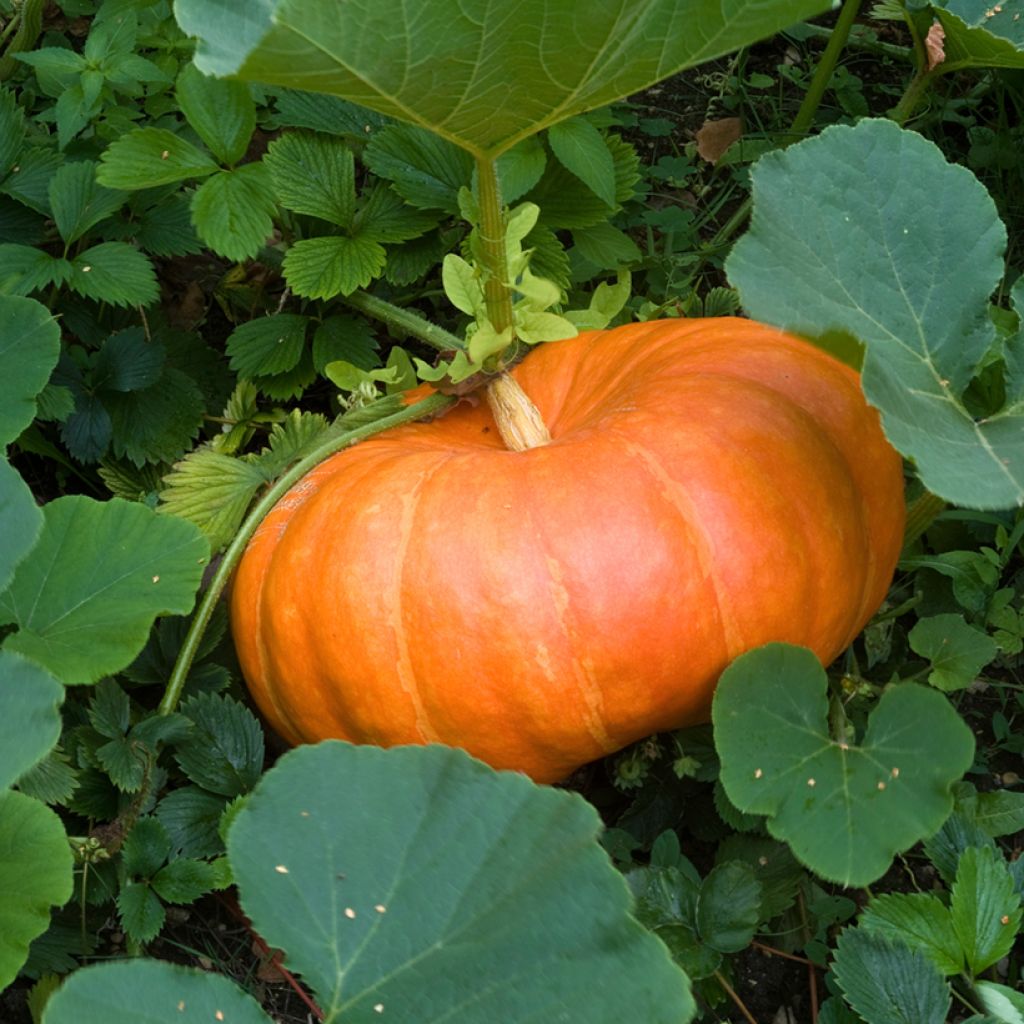 Potiron rouge vif d'Etampes BIO